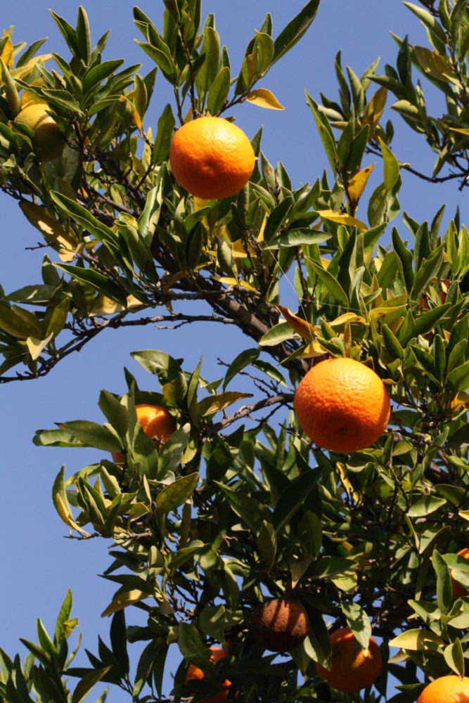              Fruit (Algerian, Riverside, CA)       